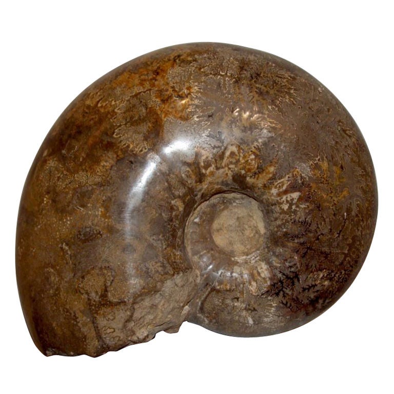 Large Ancient  Fossilized Sea Creature with Sculptural Form
