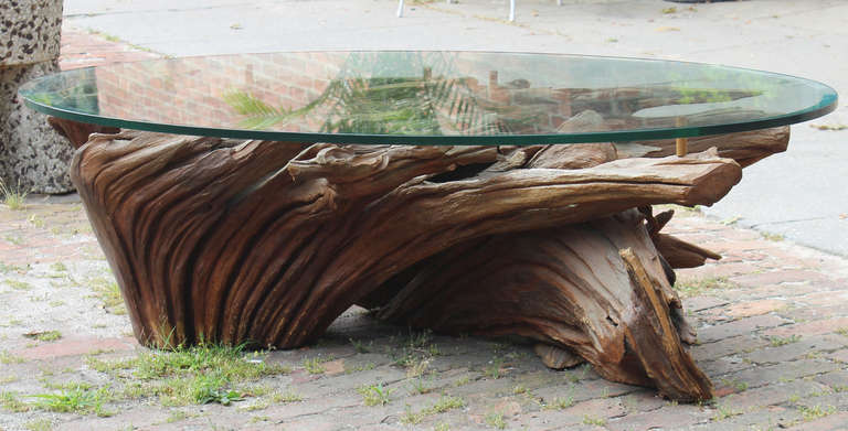 Mid-Century Modern Large Driftwood Coffee Table