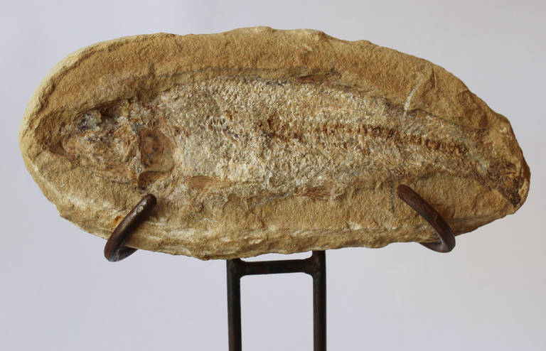 Unknown Fish Fossil Specimen