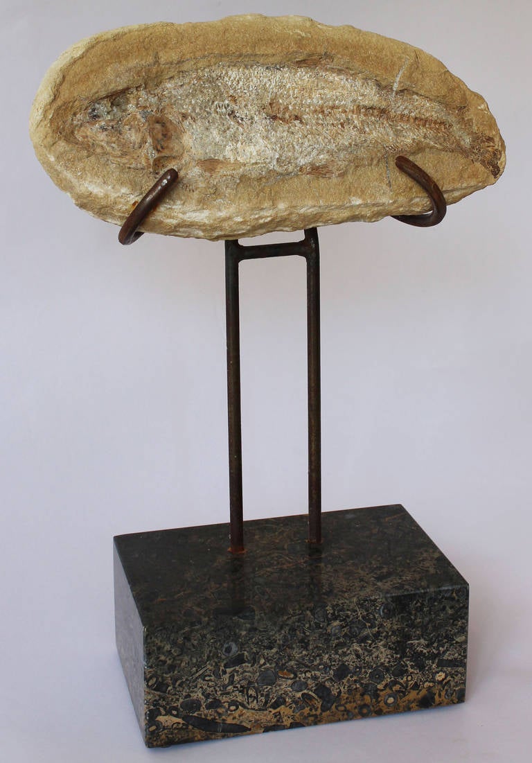 An exquisite example of fossilized stone on iron armature and fossilized stone base.
