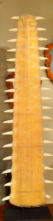 sawtooth shark teeth