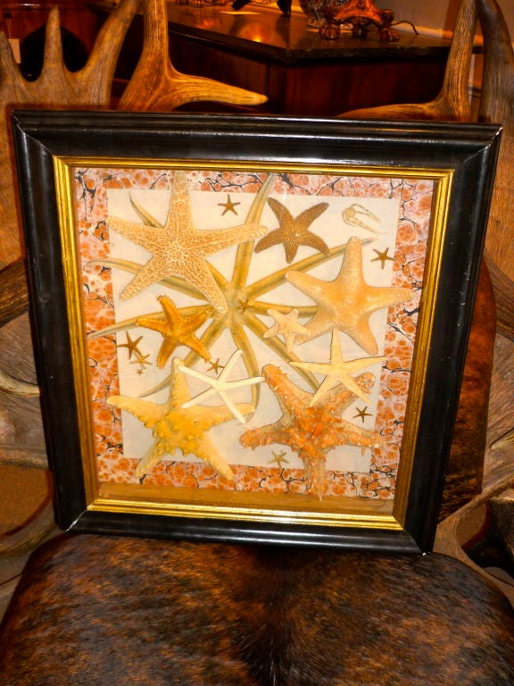 Charming Vintage New England starfish collection mounted on marbled paper in an ebonized frame with gilt wood molding. Great decoration for the beach house.