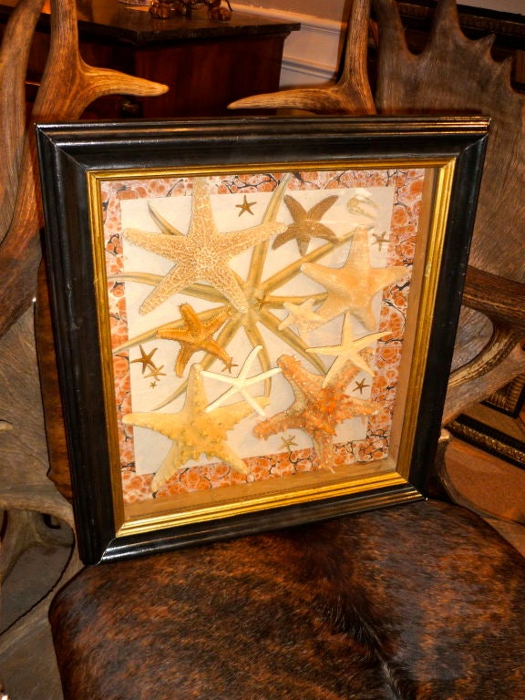 Other Vintage Framed Starfish Collection
