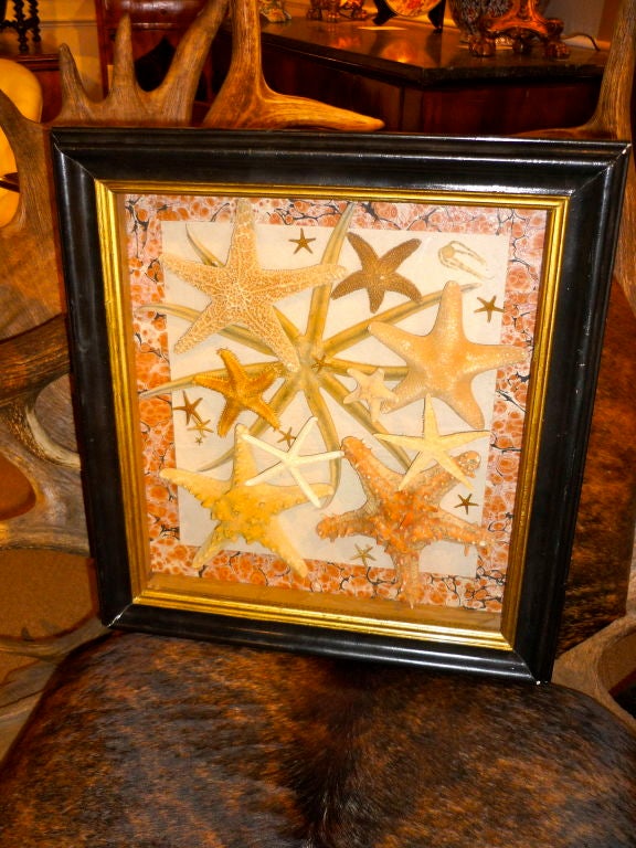 American Vintage Framed Starfish Collection