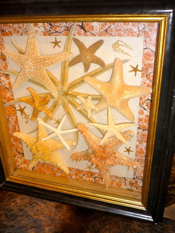 Vintage Framed Starfish Collection In Excellent Condition In Stamford, CT