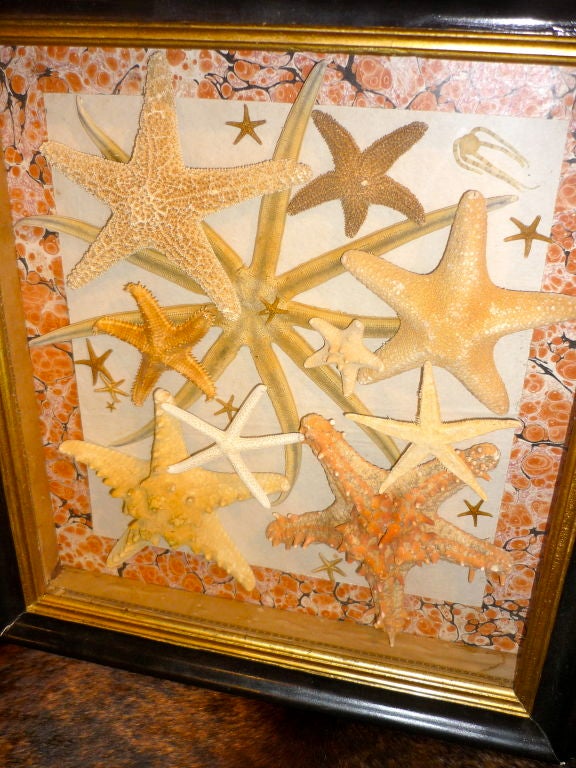 20th Century Vintage Framed Starfish Collection