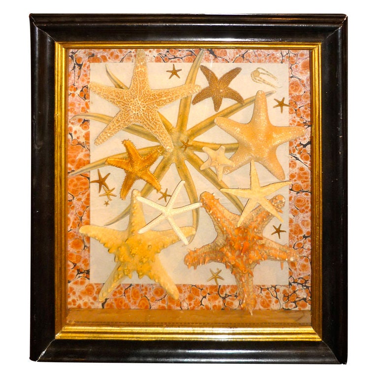 Vintage Framed Starfish Collection