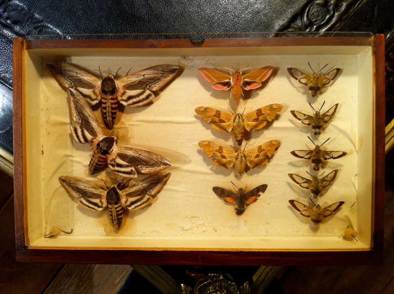 antique butterfly collection