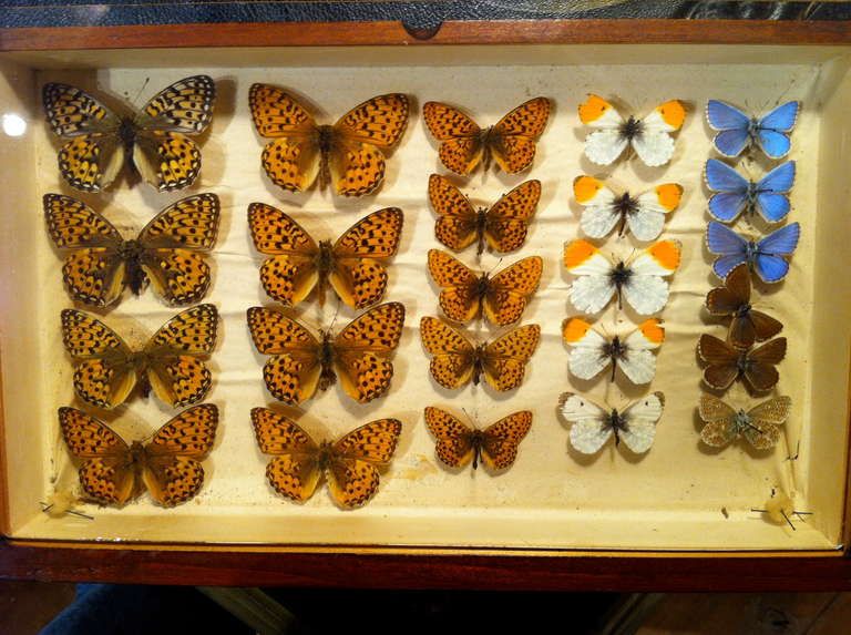 victorian butterfly collectors