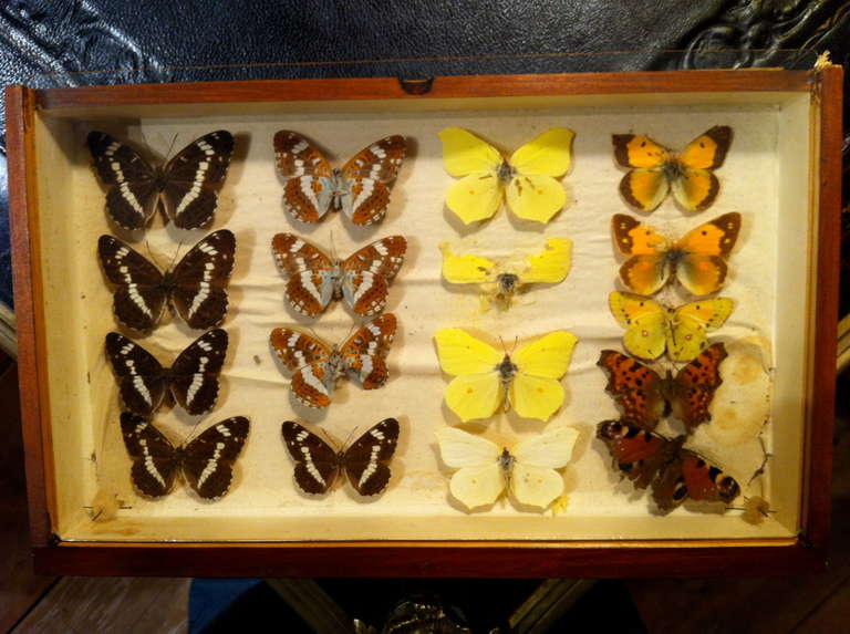 butterfly collection for sale