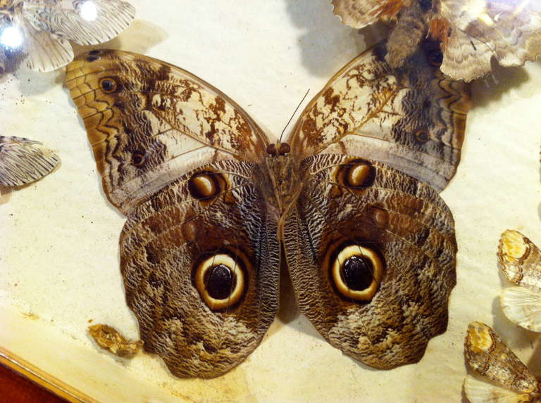 English Victorian Butterfly Collection In Excellent Condition In Stamford, CT
