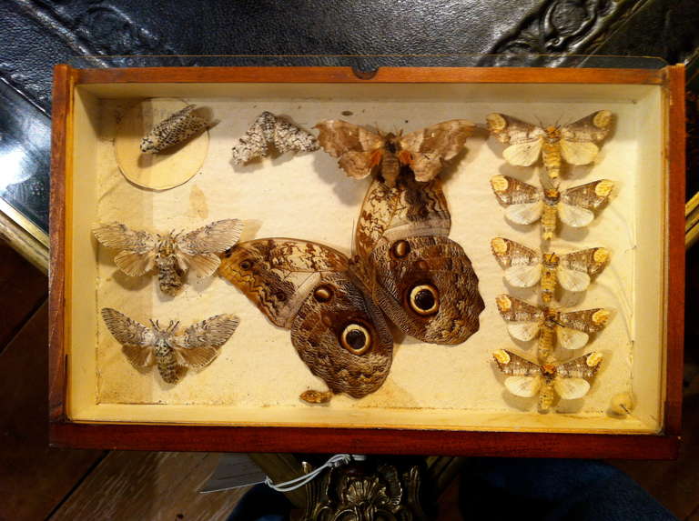British English Victorian Butterfly Collection