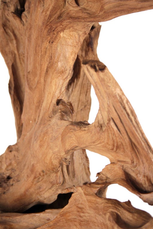 Wild Asian Teak Tree Root Standing Sculpture For Sale 2