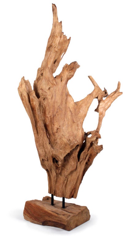 large tree roots for sale