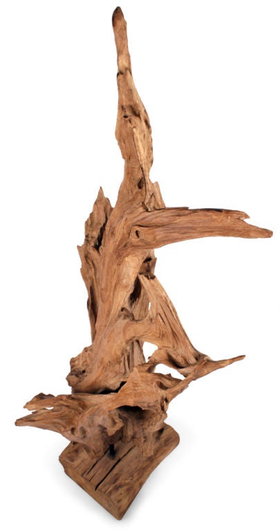Wild Asian Teak Tree Root Standing Sculpture For Sale 1