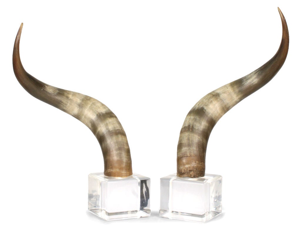 A bold pair of cow horns on Lucite block mounts. U.S.A., circa 1960.