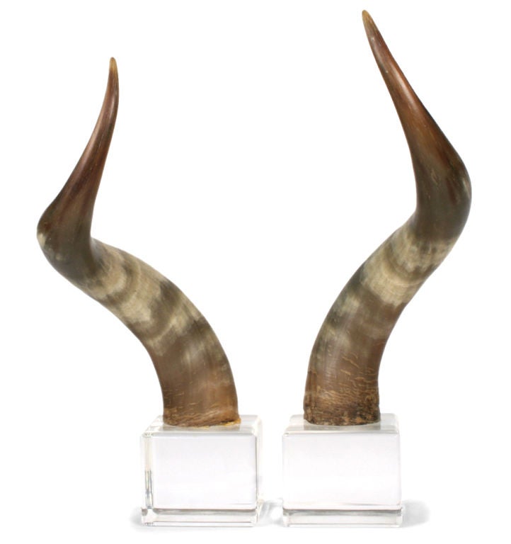 Hollywood Regency American Mounted Steer Horns For Sale