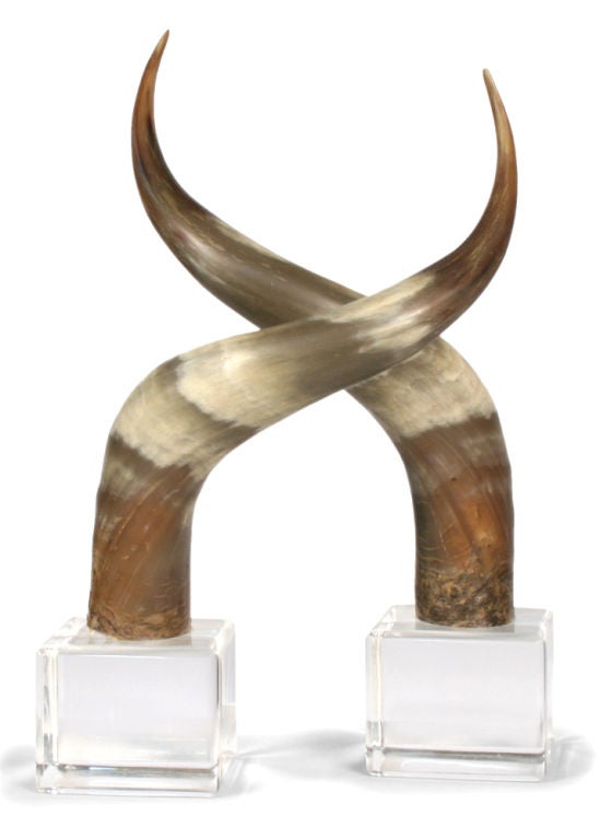 American Mounted Steer Horns In Excellent Condition For Sale In New York, NY