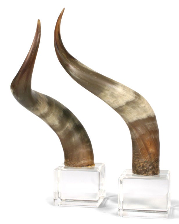 Mid-20th Century American Mounted Steer Horns For Sale