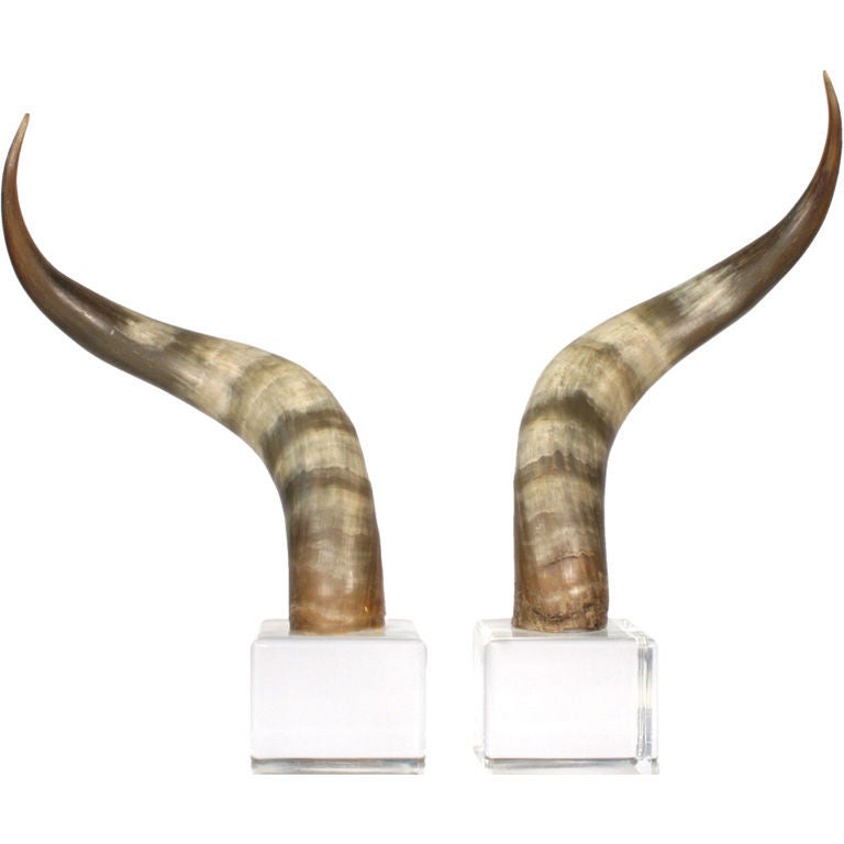 American Mounted Steer Horns For Sale