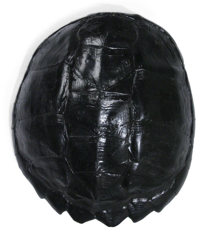 tortoise shell for sale