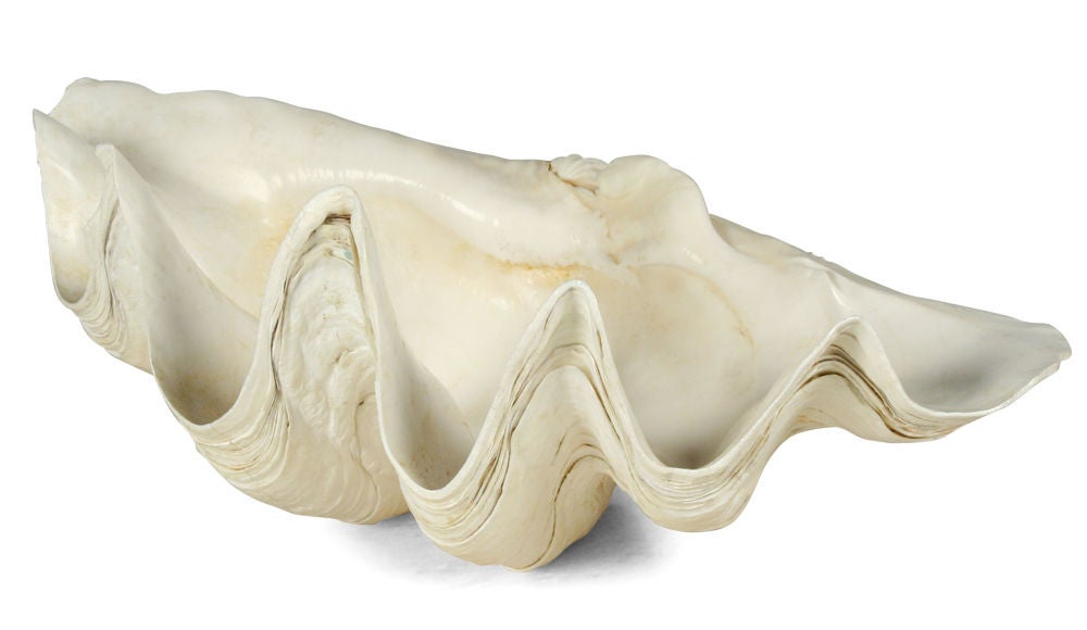 A bleached clamshell with an undulating form in pristine condition with a coating of the sea this decorative piece is a perfect addition indoors or out. American, circa 1970.