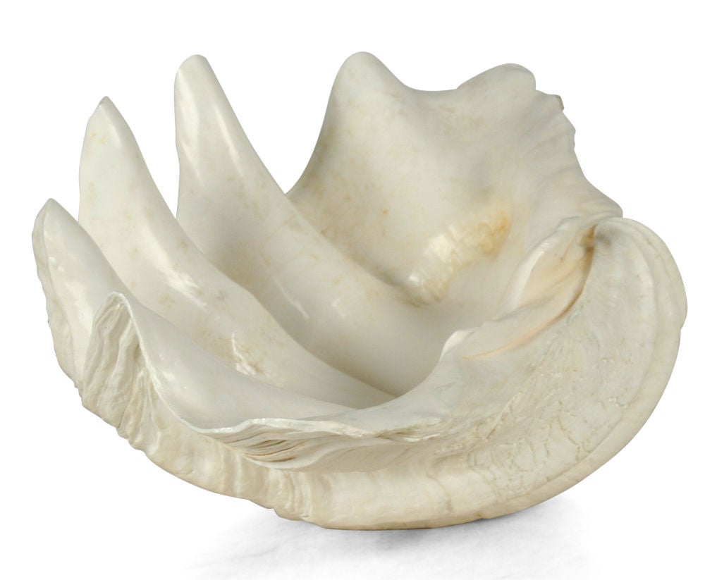 American Pristine Clam Shell