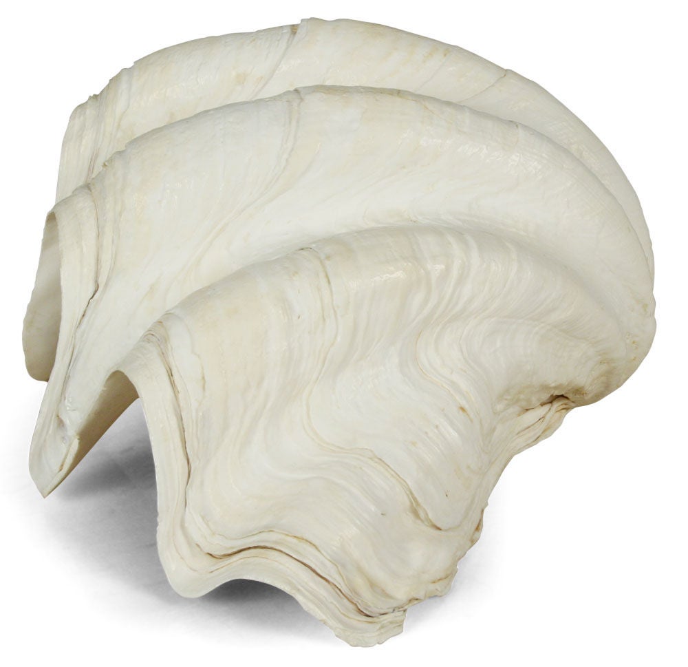 Pristine Clam Shell 1