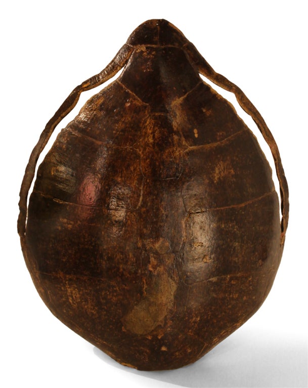 A large tortoise shell in great condition.  Filipino, circa 1900.