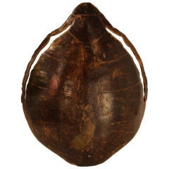 Antique Giant Tortoise Shell