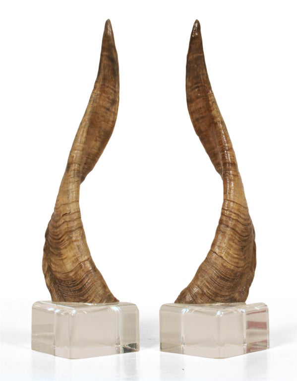 A unique pair of African Horn decorative objects each mounted on a square Lucite base. Probably from a Nyala or a Kudu, both animals native to Africa.
Horns, circa 19th century. Lucite bases, circa 1970.