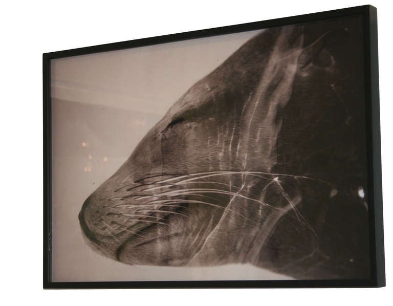 Henry Horenstein limited edition signed and numbered framed print from his Animalia collection, circa 2000.