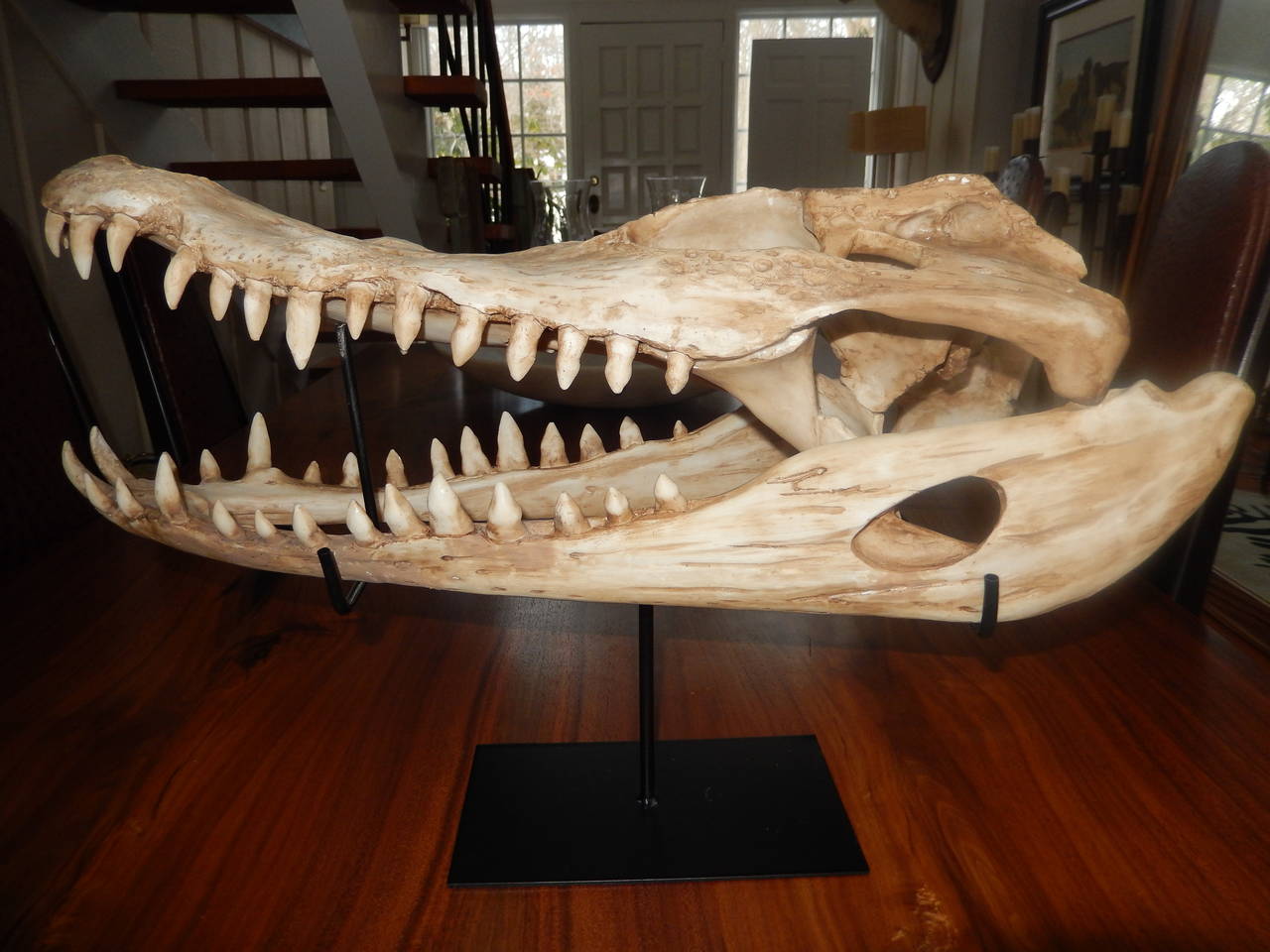 An immaculately cast specimen of a North American alligator scull, resting on
a custom black iron display stand. The largest tooth measuring 2 inches.
There are two in all,with the same features.