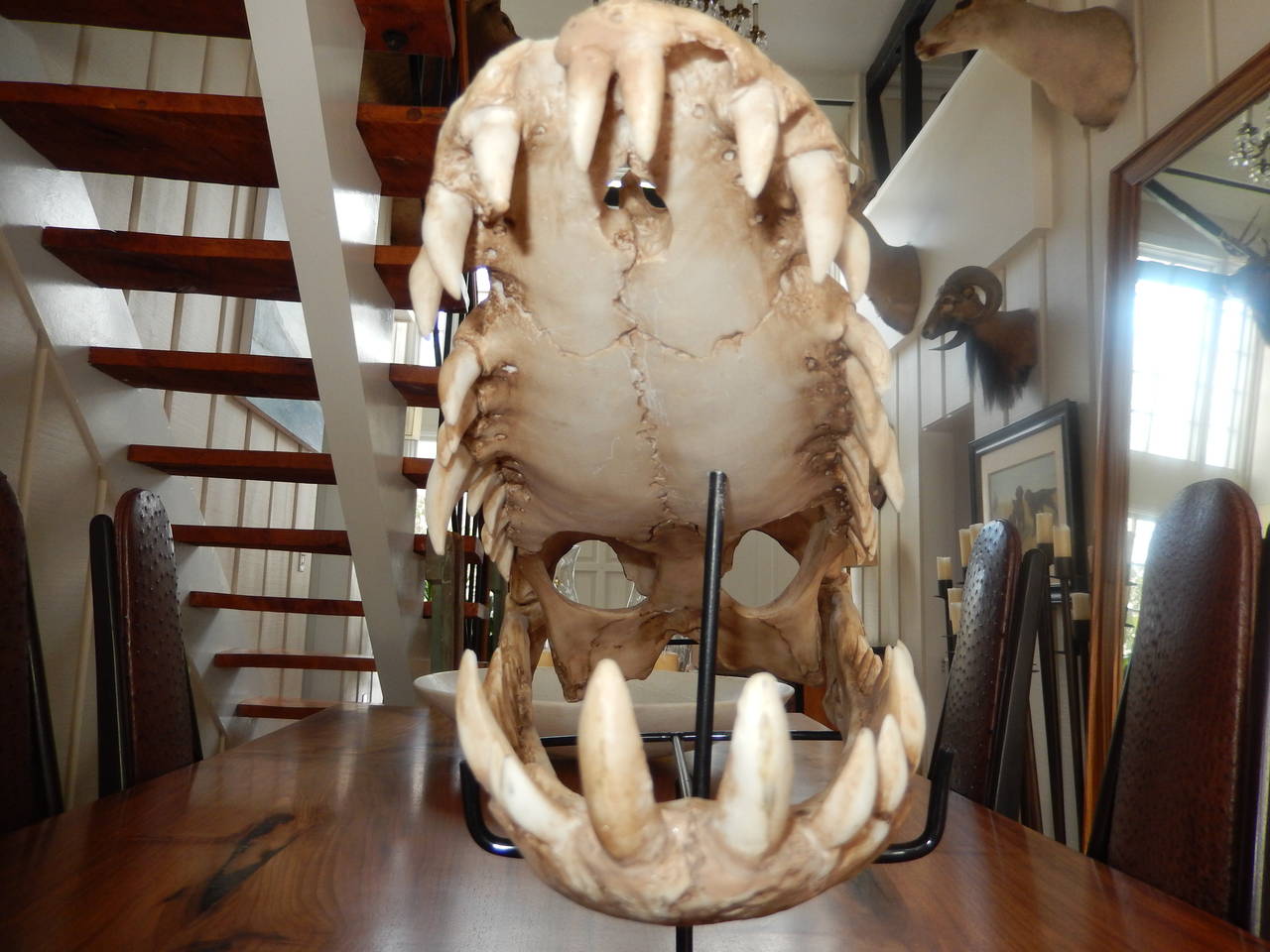 Large Vintage Cast Aligator Skull In Excellent Condition In Bellport, NY