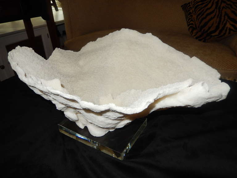 Colossal White Coral Shell Form Sculpture on Lucite Stand
