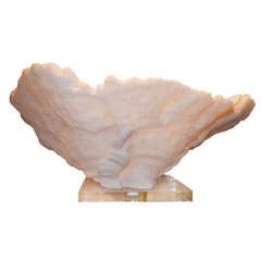 Colossale Skulptur in Muschelform aus weißer Koralle auf Lucite-Ständer