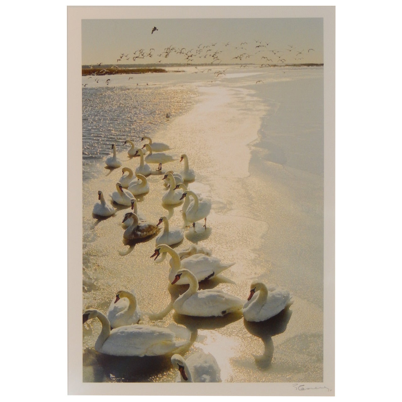« The Swans of Squassex », par le photographe Patrice Casanova, Long Island, NY en vente