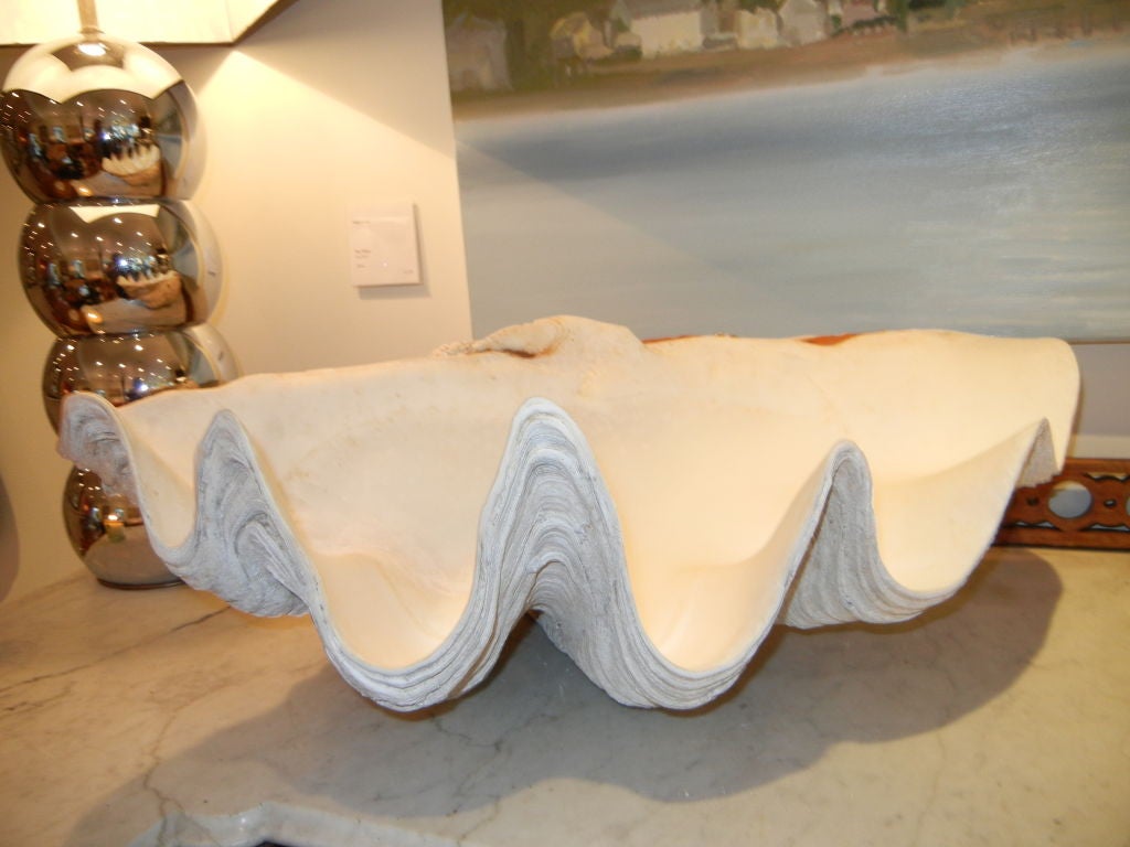 A Gigantic Clam Shell (Natural)