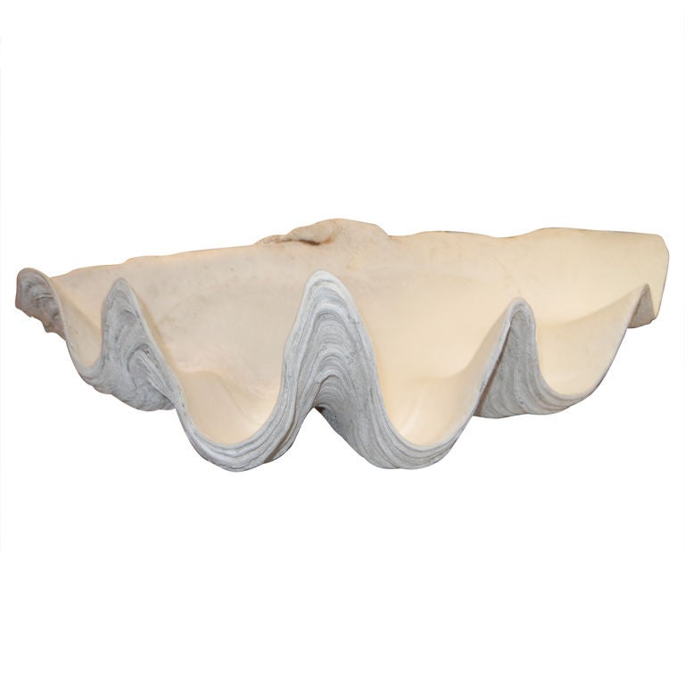 A Gigantic Clam Shell (Natural)