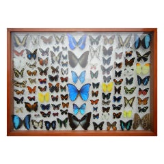 Vintage Butterfly Taxidermy from Worldwide Butterflies