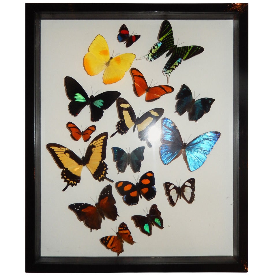 Cased Group of Natural Butterflies