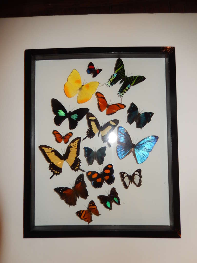 Butterflies from around the world. Cased in a black wooded frame, and two-sided glass, immaculate condition and perfect taxidermy presentation.