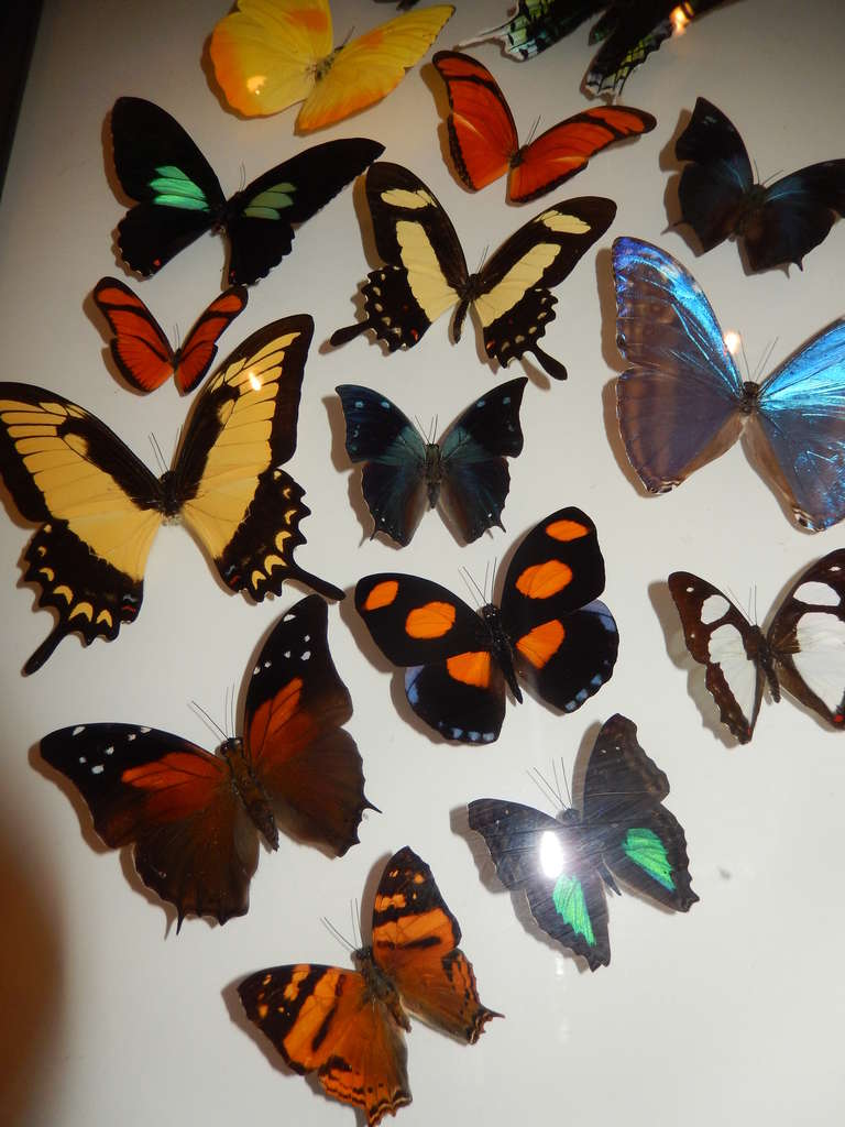 American Cased Group of Natural Butterflies