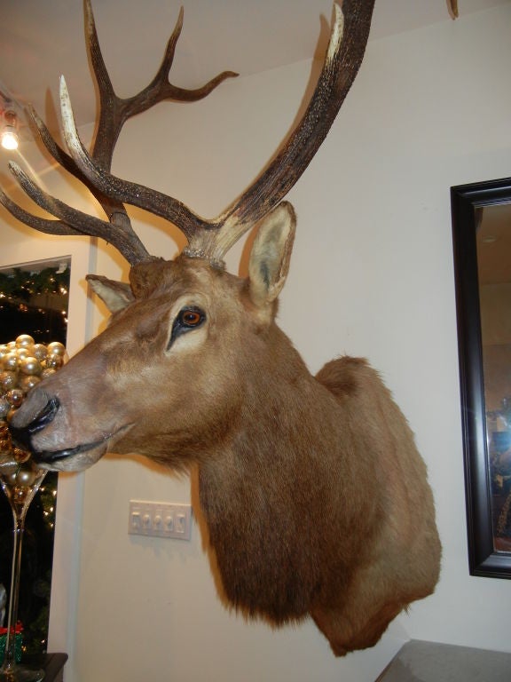 A Monumental Trophy Quality Bull Elk Taxidermy In Excellent Condition In Bellport, NY