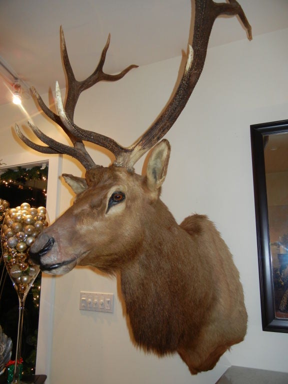Mid-20th Century A Monumental Trophy Quality Bull Elk Taxidermy