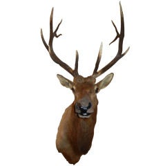 A Monumental Trophy Quality Bull Elk Taxidermy