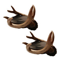 Pair, of Used Horn Coasters. Taxidermy