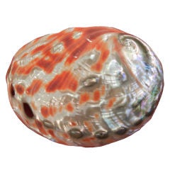 Vintage Large Rare Polished Abalone Shell, South Seas