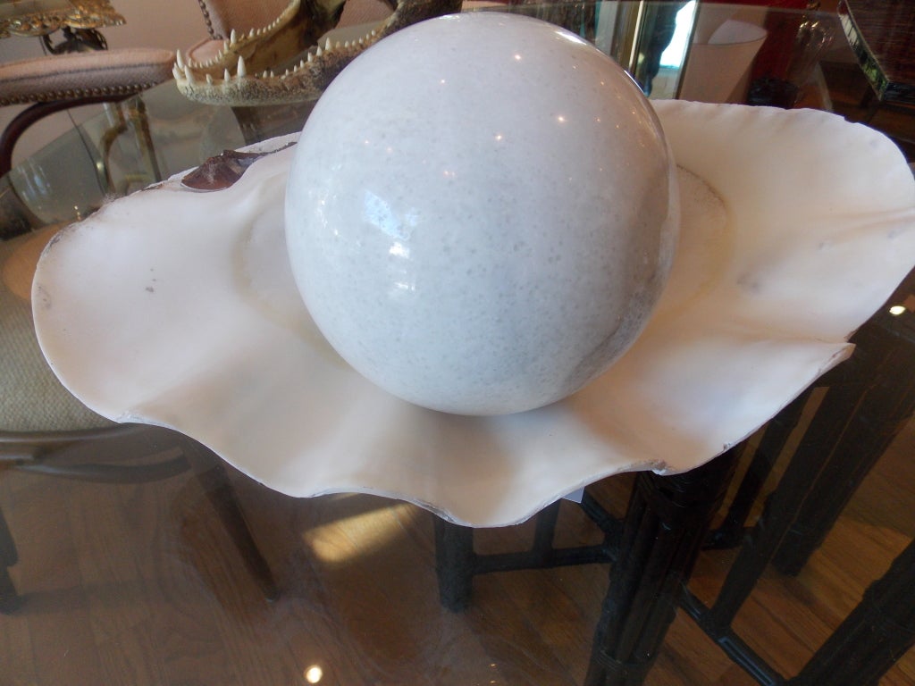 A large South Seas Clam Shell and Marble Pearl.When we matched this large clam shell with our giant marble pearl,it was an instant in our show room,only four left in stock.Priced for one shell and marble giant pearl.The shell measurements are listed