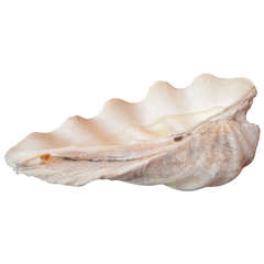 Vintage Large Natural Clam Shell